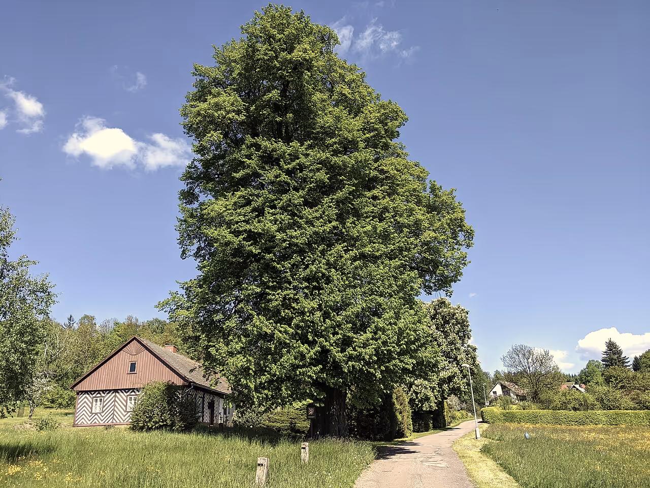 Bystré v Orlických horách, chalupa pod lípou